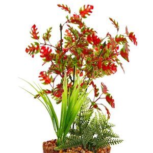 Pacific Red & Green Plant